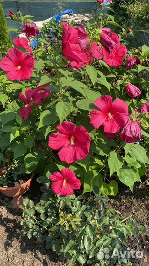 Гибискус травянистый