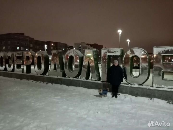 Передержка собак