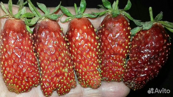 Рассада клубники земклуники 