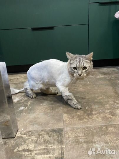 Грумер, стрижка домашних животных