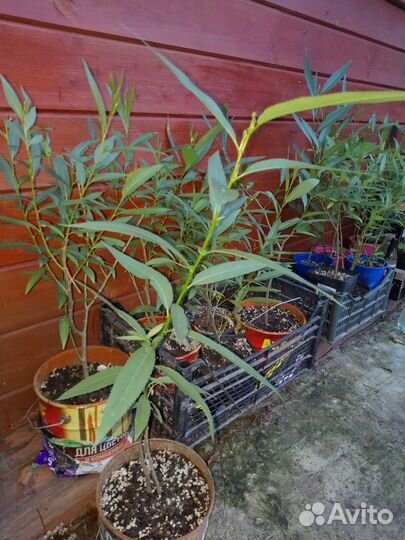 Ива шаровидная. Саженцы