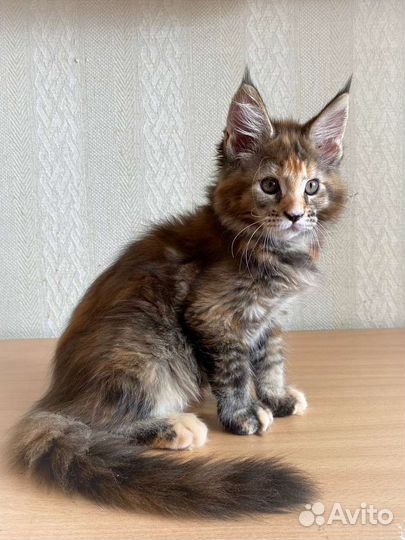Котята мейн-кун