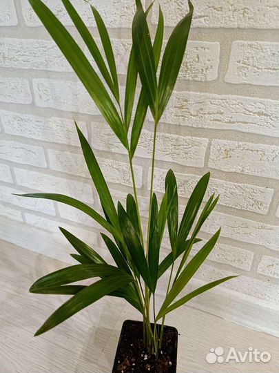 Соланум, пальма арека