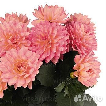 Многолетние растения для сада