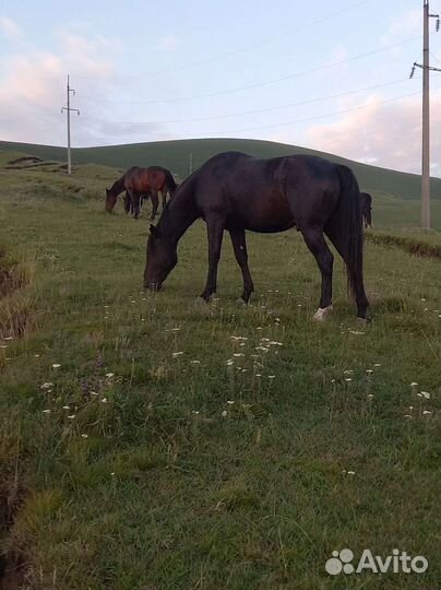 Лошадь жеребец