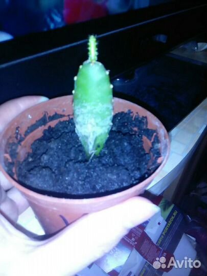 Эпифиллиум