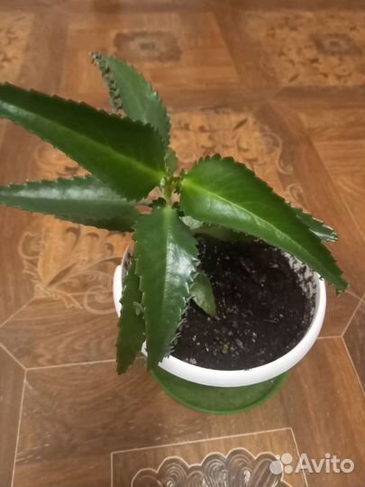 Продам каланхоэ