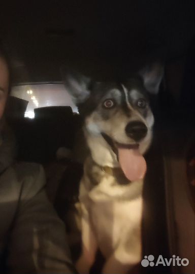 Зоотакси, перевозка животных.Город/межгород