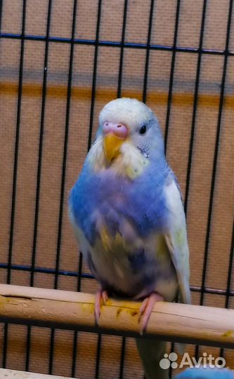 Волнистый попугай (малыши)