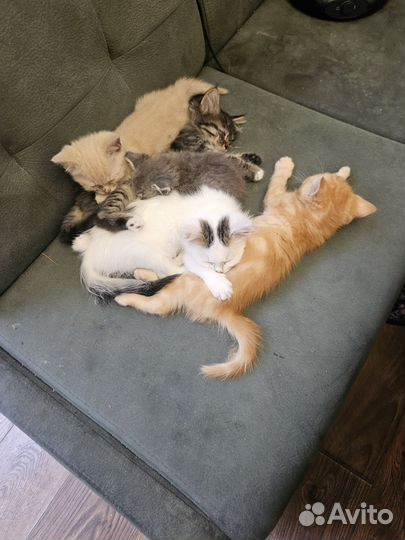 Котята мейн-кун