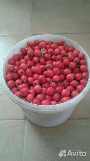 Боярышник плоды