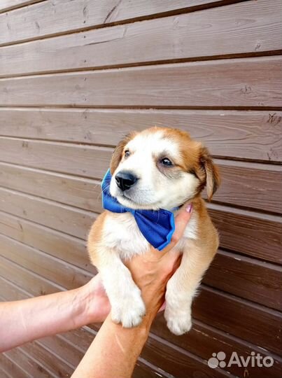 Щенули в добрые ручки