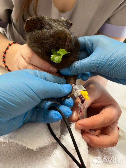 Ветеринарные услуги.Ратолог