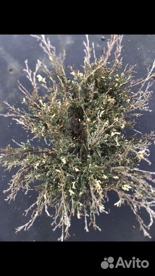 Можжевельник вариегатный, с жёлтыми кончиками