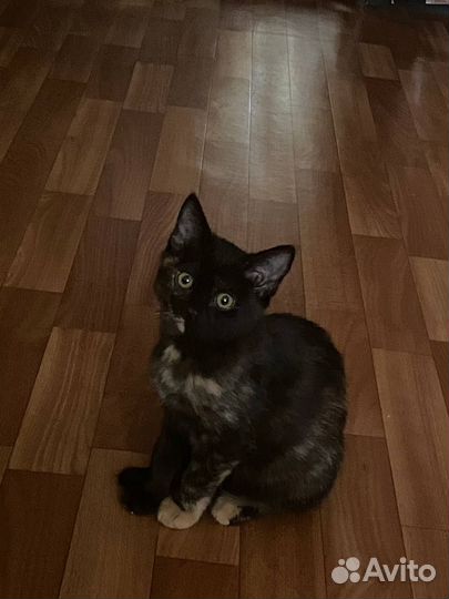 В добрые руки