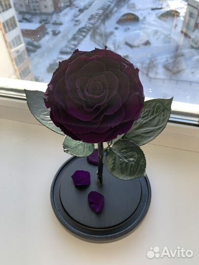 Роза в колбе