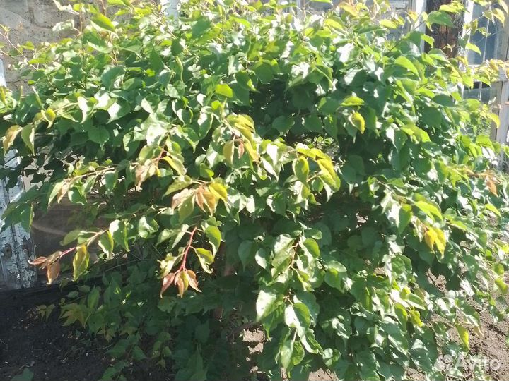 Абрикос сибирский