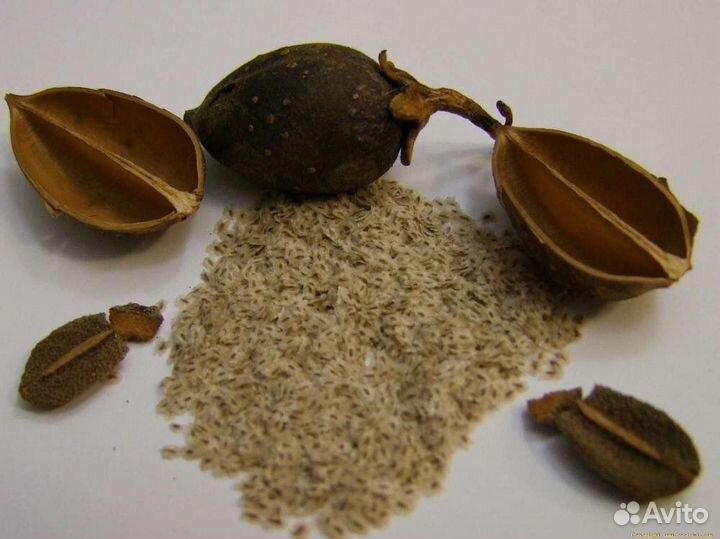 Павловния семена z07 и 9501