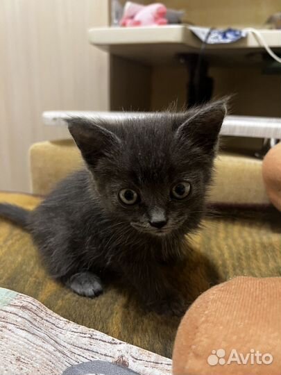 Котенок бесплатно