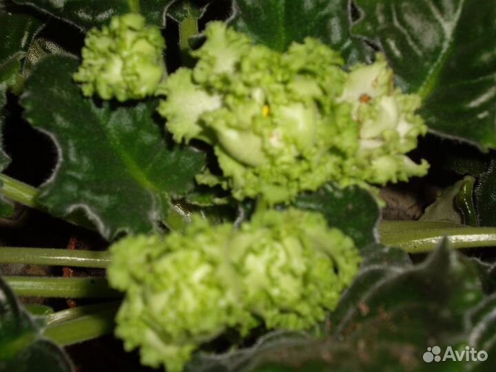 Сортовые сенполии