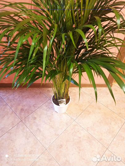 Пальма арека d 17