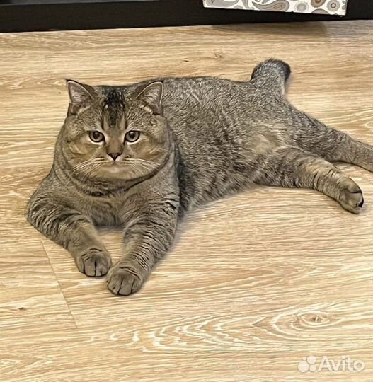 Кот на вязку шиншилла