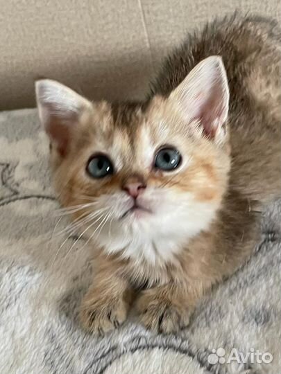 Британские котята