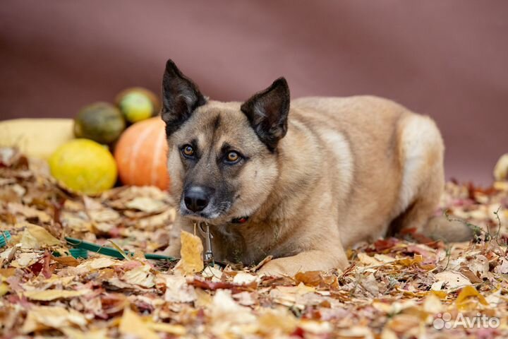 Собака Рози