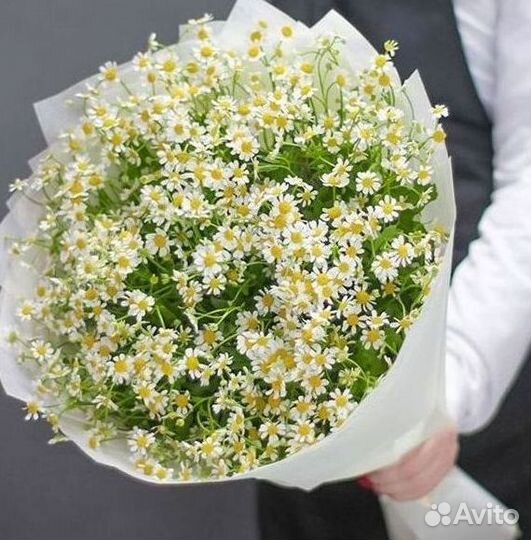 Цветы ромашки