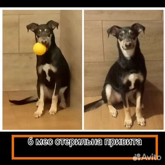 Щенок 6 мес