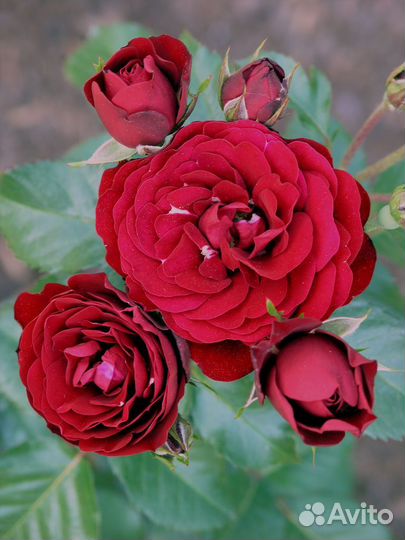 Роза сорта Лаваглут