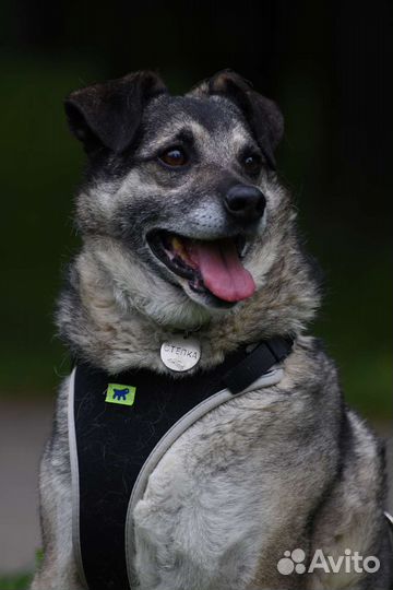 Собака в добрые руки