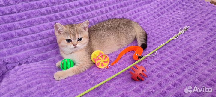 Золотая красотка шиншилла