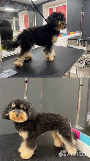 Стрижка собак и кошек в Бутово