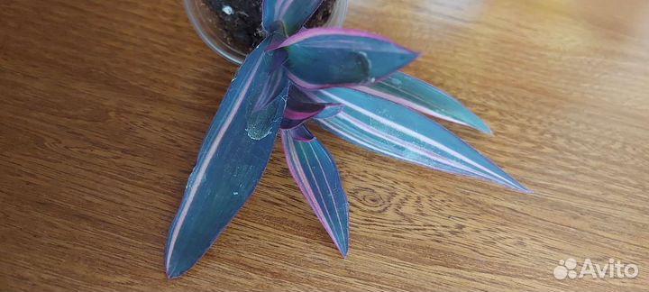 Укорененные черенки традесканций