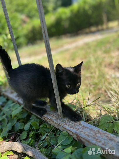 Котята бесплатно
