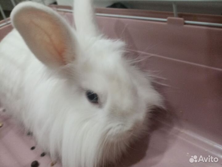 Декоративные кролики