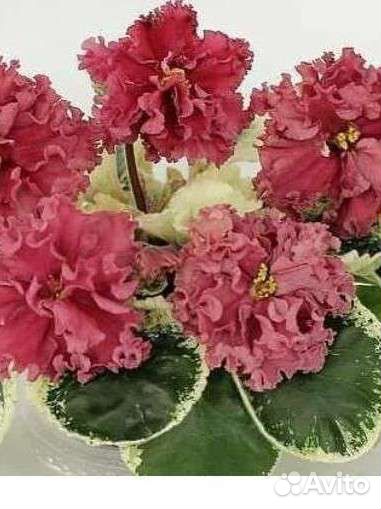 Продажа сортовых фиалок (стандарты,мини)