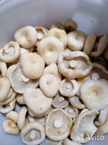 Грибы солёные:грузди,рыжики и варенье из шишек