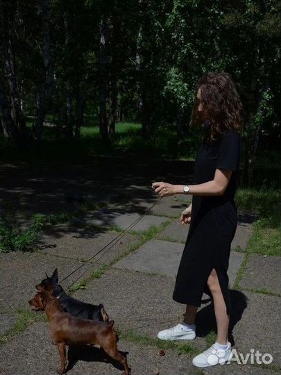 Щенки цвергпинчера