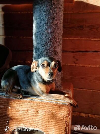 Вязка той-терьер