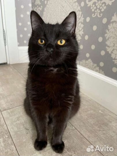 Кот в добрые руки