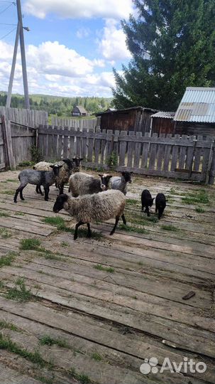 Бараны,овечки