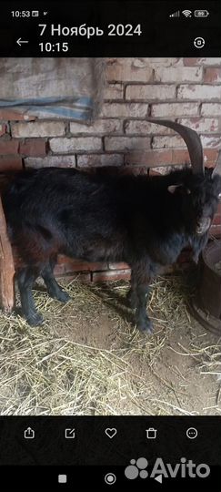 Продам козлов