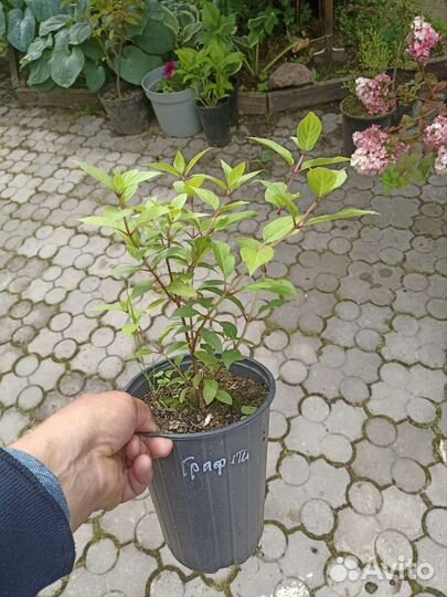 Гортензия метельчатая граффити зкс