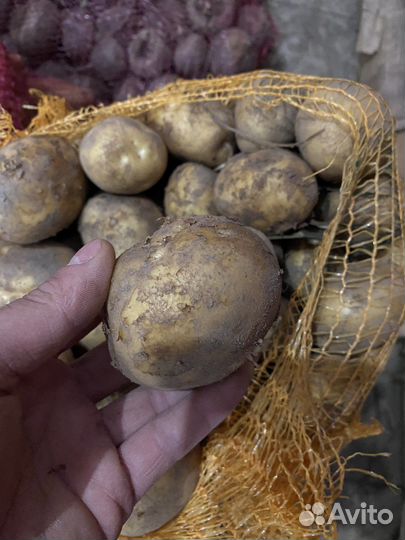 Картофель венета