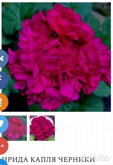 Пеларгония герань карликовая Капля Черники
