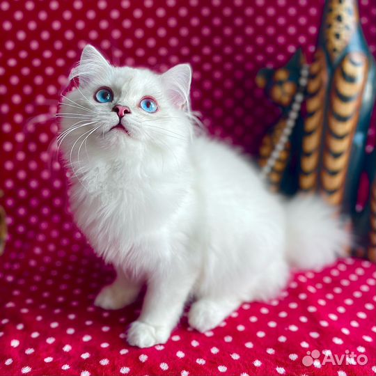 Роскошный голубоглазый красавец)