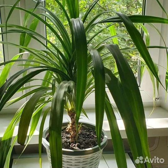 Пальма панданус