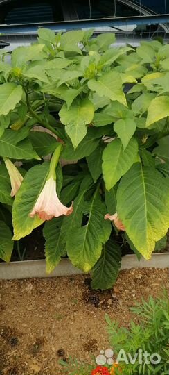 Бругмансия